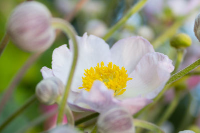 Close-up of yellow flowers