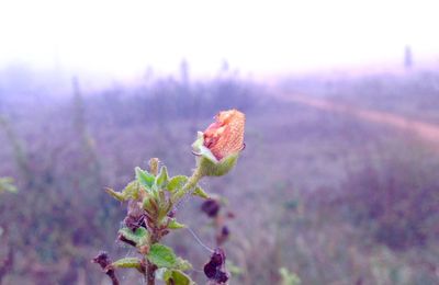 Close-up of flower against blurred background