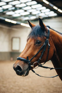 Close-up of horse in stable