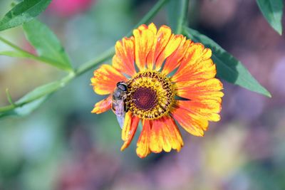 Close-up of insect on flower