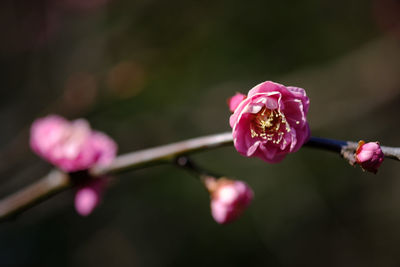 Close-up of pink flowering plant