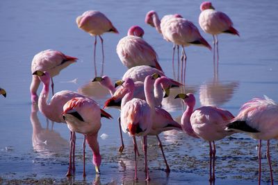 Flamingos in lake