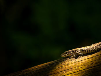 Close-up of insect on wood