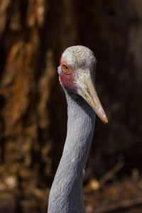 Close-up of bird outdoors