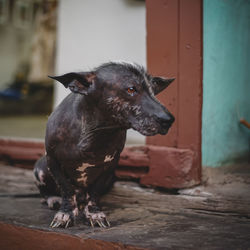 Close-up of a dog looking away