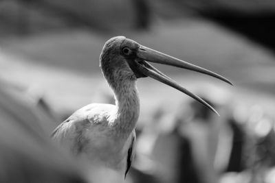 Close-up of bird