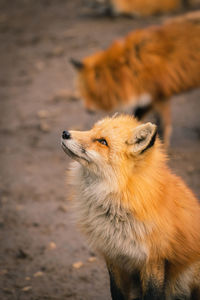 Close-up of a dog looking away