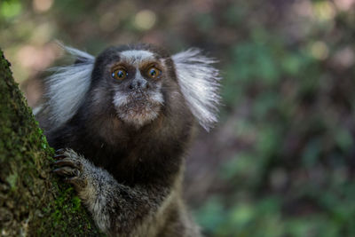 Close-up of lemur on tree