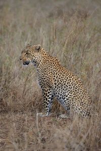 Side view of a cat on land