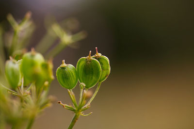 Close-up of flower buds growing on plant