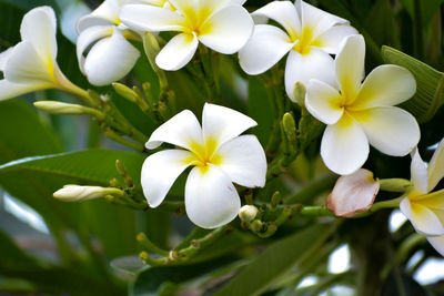 Close-up of white flowering plant