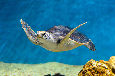 Close-up of turtle swimming in sea