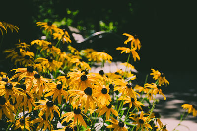 Close-up of yellow flowers blooming outdoors