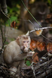 Close-up of monkey