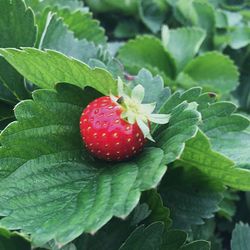 Close-up of strawberry growing on plant