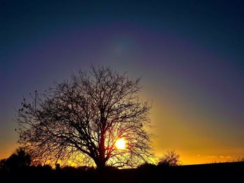 Silhouette of trees at sunset