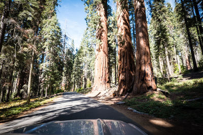 Road amidst trees in forest