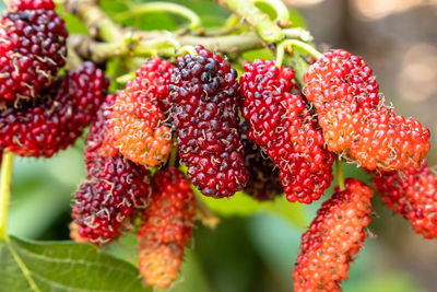 Close-up of strawberries