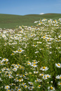 Close-up of flowering plants on field