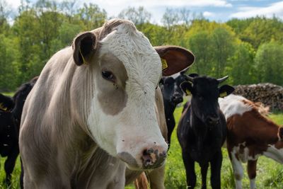 Cows standing in a field