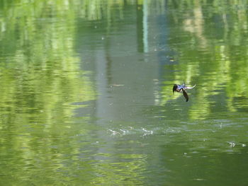 Ducks swimming in lake