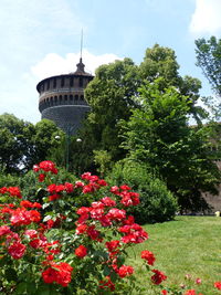 Red flowers blooming on tree against sky