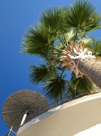 Low angle view of palm tree against blue sky