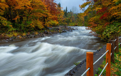 Scenic view of river flowing in forest during autumn