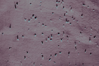 High angle view of birds on wall