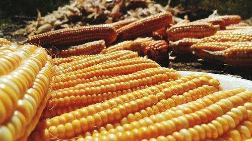 Close-up of corns on sunny day