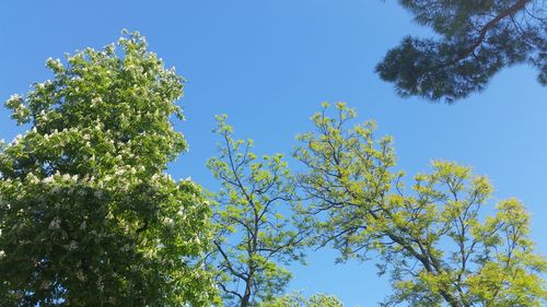 Low angle view of tree against blue sky