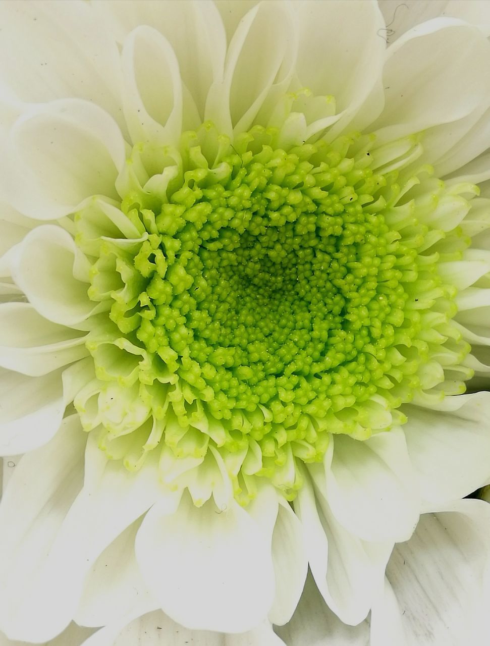 FULL FRAME SHOT OF FRESH WHITE FLOWERING PLANT