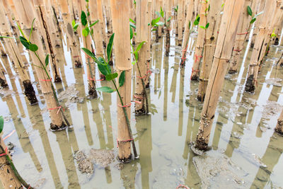 High angle view of bamboo on plants