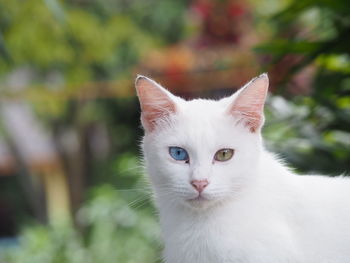 Close-up portrait of cat / a cat with two different color eyes 