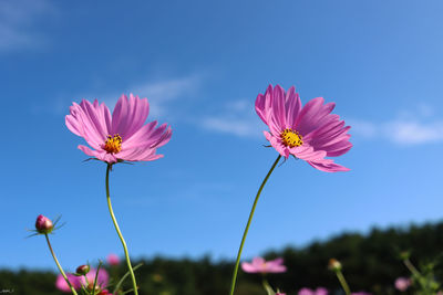 Close-up of pink cosmos flower against sky