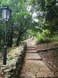 Street amidst trees in forest