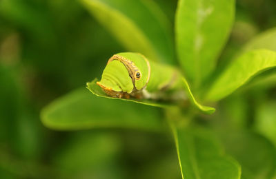 Close-up of green leaf