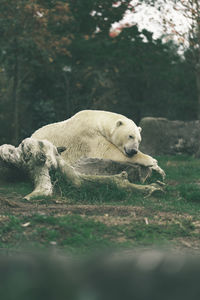 Polar bear lying on a stone