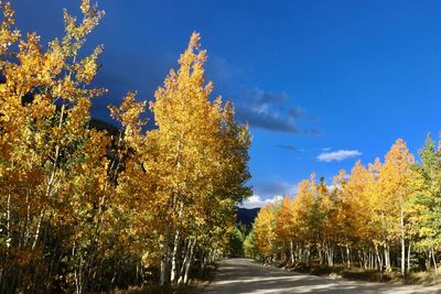 Road amidst trees against sky during autumn