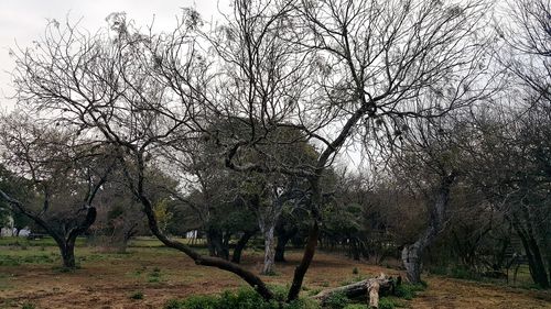 Bare trees against sky