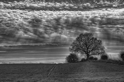 Trees on field against sky