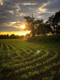 Scenic view of field against sky during sunset