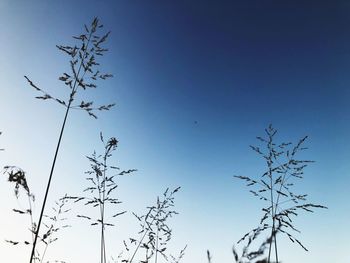 Low angle view of silhouette birds flying against clear blue sky