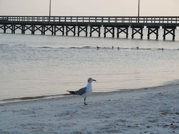 Seagull flying over water