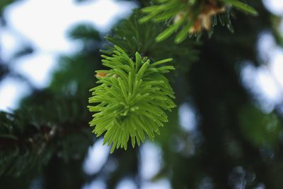 Close-up of fresh green plant