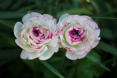 Close-up of pink rose