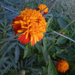 Close-up of yellow flowers