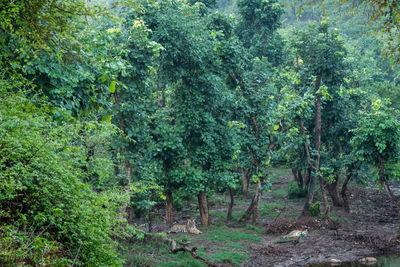 Trees in forest