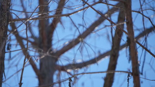 Low angle view of bare tree against sky