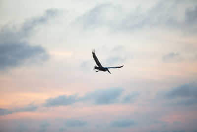 Low angle view of bird flying in sky